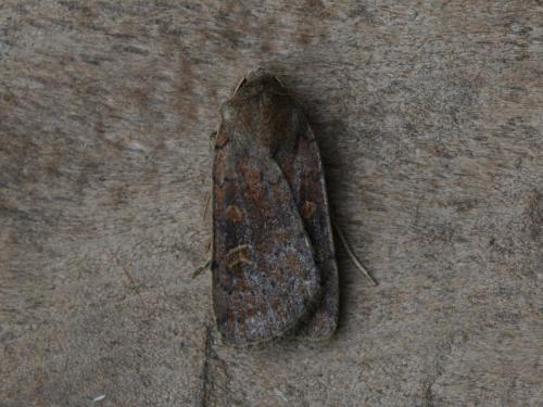 Xestia xanthographa